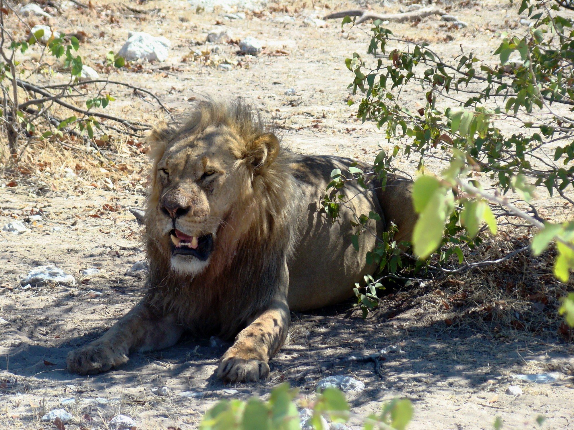 Gondwana Etosha Safari Lodge Okaukuejo Buitenkant foto